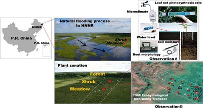Physiological Responses of Typical Wetland Plants Following Flooding Process—From an Eco-Hydrological Model Perspective